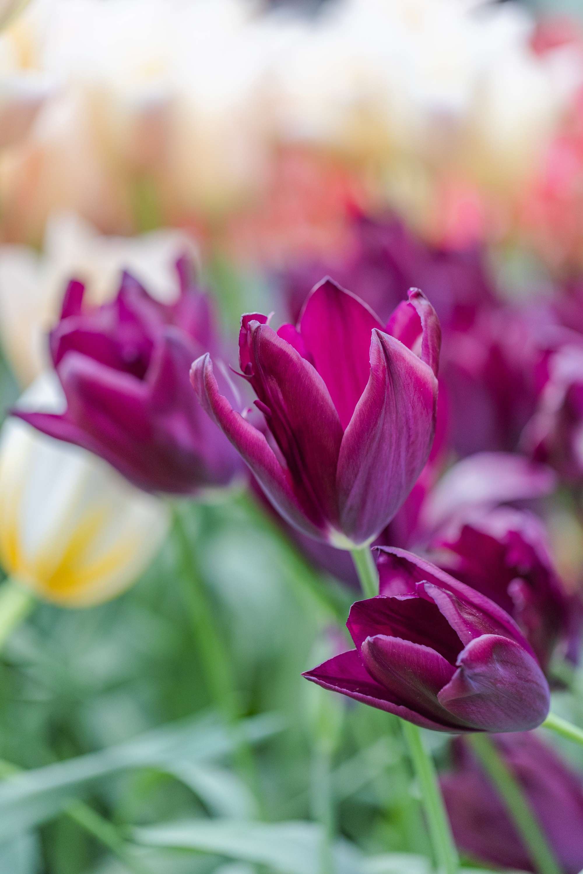 Tulpe 'Havran'